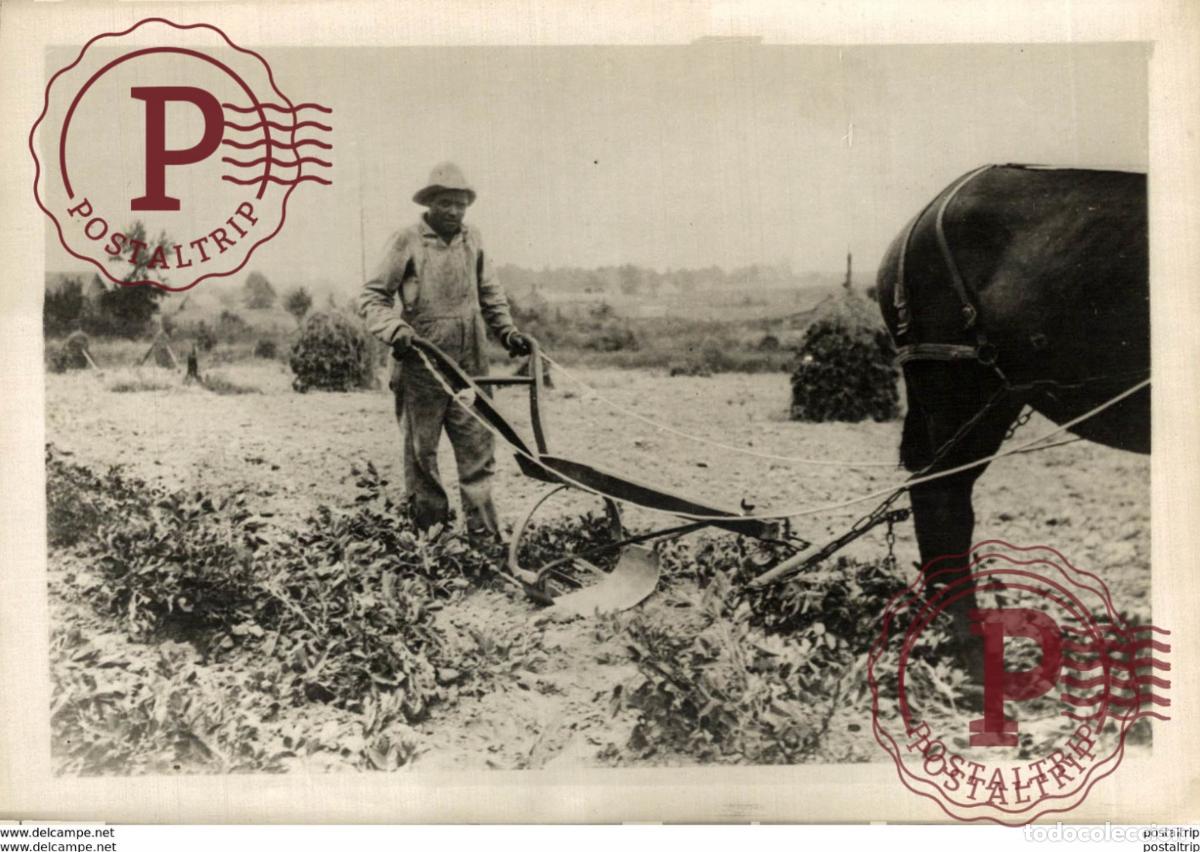 Antique Photography: LOT 5 FOTOS ARACHIDE CACAHUETES PINDA NUECES NOOTEN 18*13CM Fonds Victor FORBIN 1864-1947