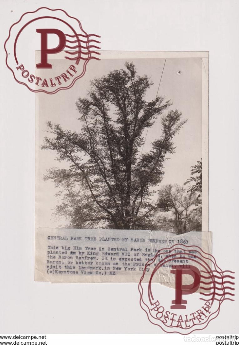 Alte Fotografie: NEW YORK CENTRAL PARK TREE PLANTED BY BARON RENFREW 1860 ELM xylology forestry 20*15CM Fonds Victor