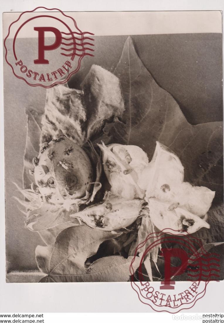 Alte Fotografie: WORKS ON COTTON INSECT DESTROYS COTTON xylology forestry 25*20CM Fonds Victor FORBIN 1864-1947