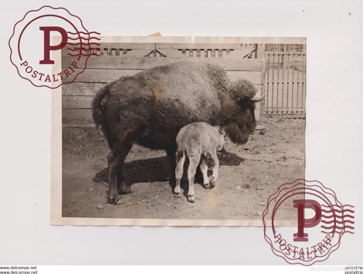 Alte Fotografie: BABY AMERICAN BUFFALO CENTRAL PARK MENAGERIE ANIMAUX ANIMALS ANIMALES 20*15CM Fonds Victor FORBIN
