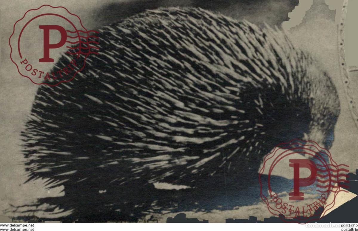 Alte Fotografie: ECHNIDA WILDLIFE ANIMAUX ANIMALS ANIMALES 10*8CM Fonds Victor FORBIN 1864-1947