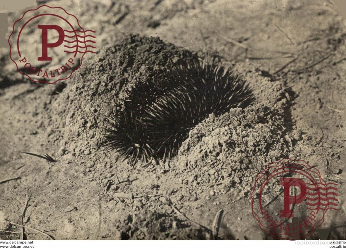 Alte Fotografie: ECHNIDA WILDLIFE ANIMAUX ANIMALS ANIMALES 15*11CM Fonds Victor FORBIN 1864-1947