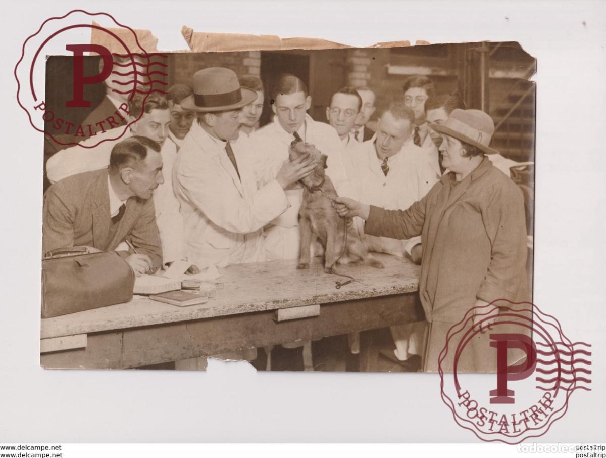 Alte Fotografie: ROYAL VETERINARY COLLEGE MOST SHABBIEST LONDON DOG ANIMAUX ANIMALS ANIMALES 23*15CM Fonds Victor FO