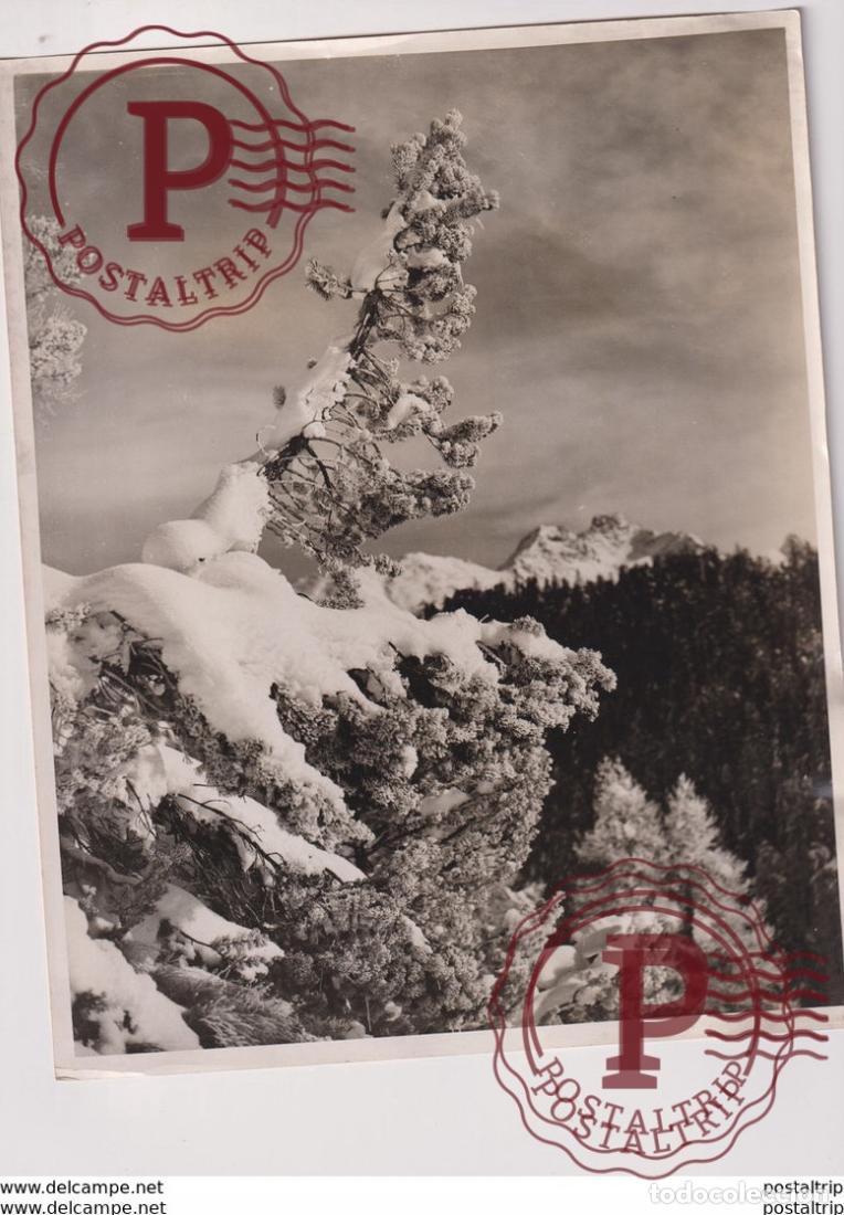 Fotograf&iacute;a antigua: AMID ALPINE SNOW ST MORITZ WINTER SPORTS SEASON SUISSE Switzerland 25*20CM Fonds Victor FORBIN 186