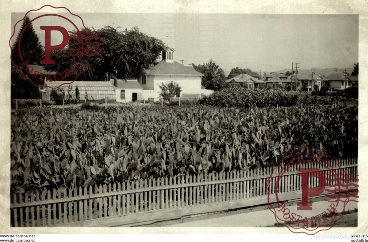 Fotograf&iacute;a antigua: BURBANK EXPERIMENTAL FARM SPINELESS CACTUS AGRICULTURE LANDBOUW AGRICULTURA 16*12CM Fonds Victor F