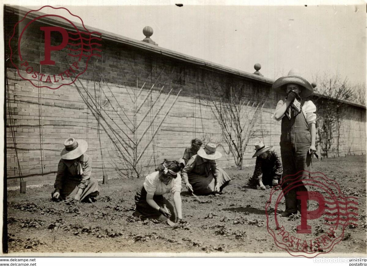 Fotograf&iacute;a antigua: AGRICULTURE LANDBOUW AGRICULTURA 18*13CM Fonds Victor FORBIN 1864-1947