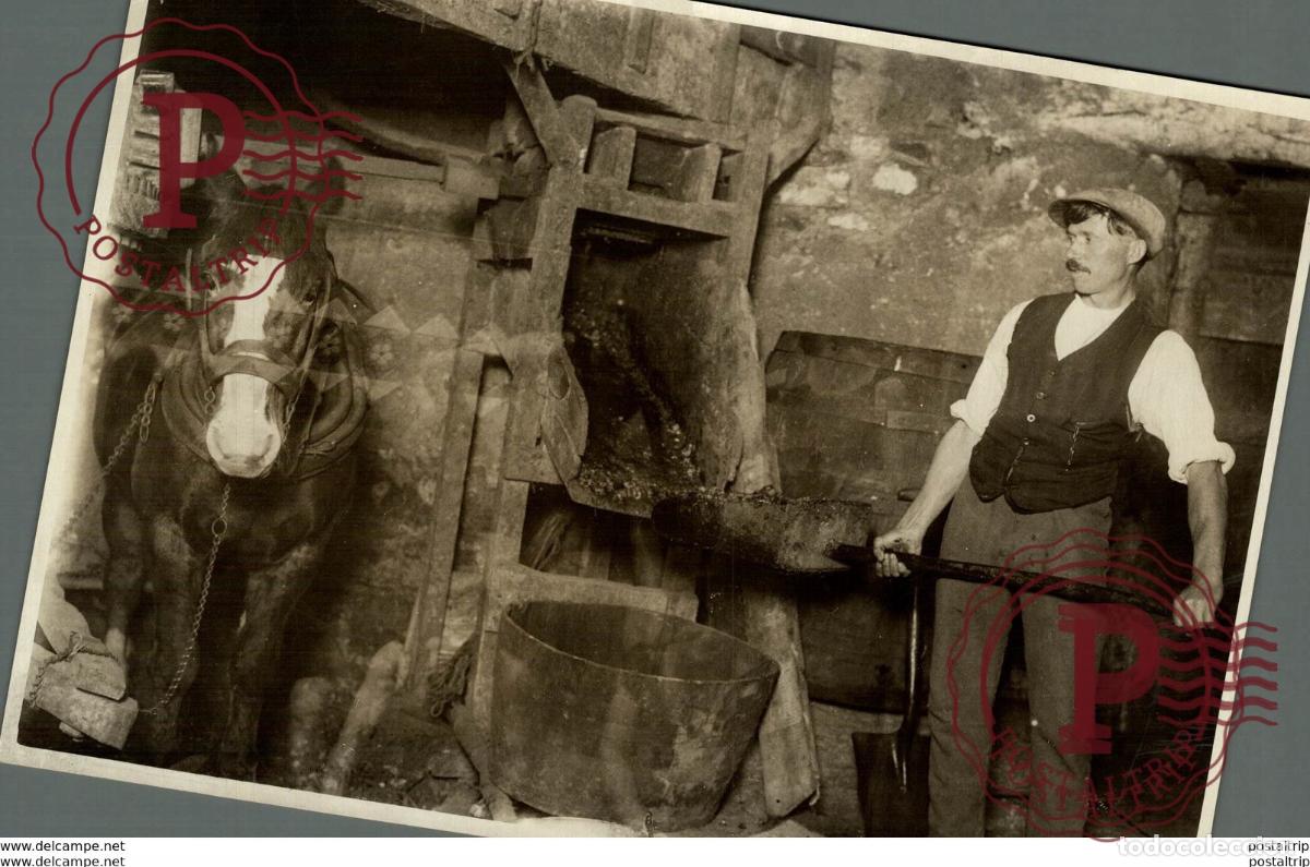 Fotograf&iacute;a antigua: AGRICULTURE LANDBOUW AGRICULTURA 19*14CM Fonds Victor FORBIN 1864-1947