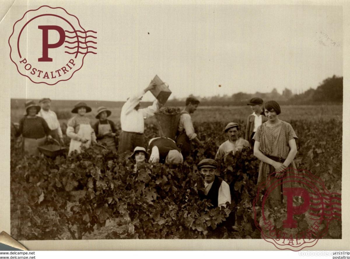 Fotograf&iacute;a antigua: VENDIMIA WINE VINS AGRICULTURE LANDBOUW AGRICULTURA 20*15CM Fonds Victor FORBIN 1864-1947