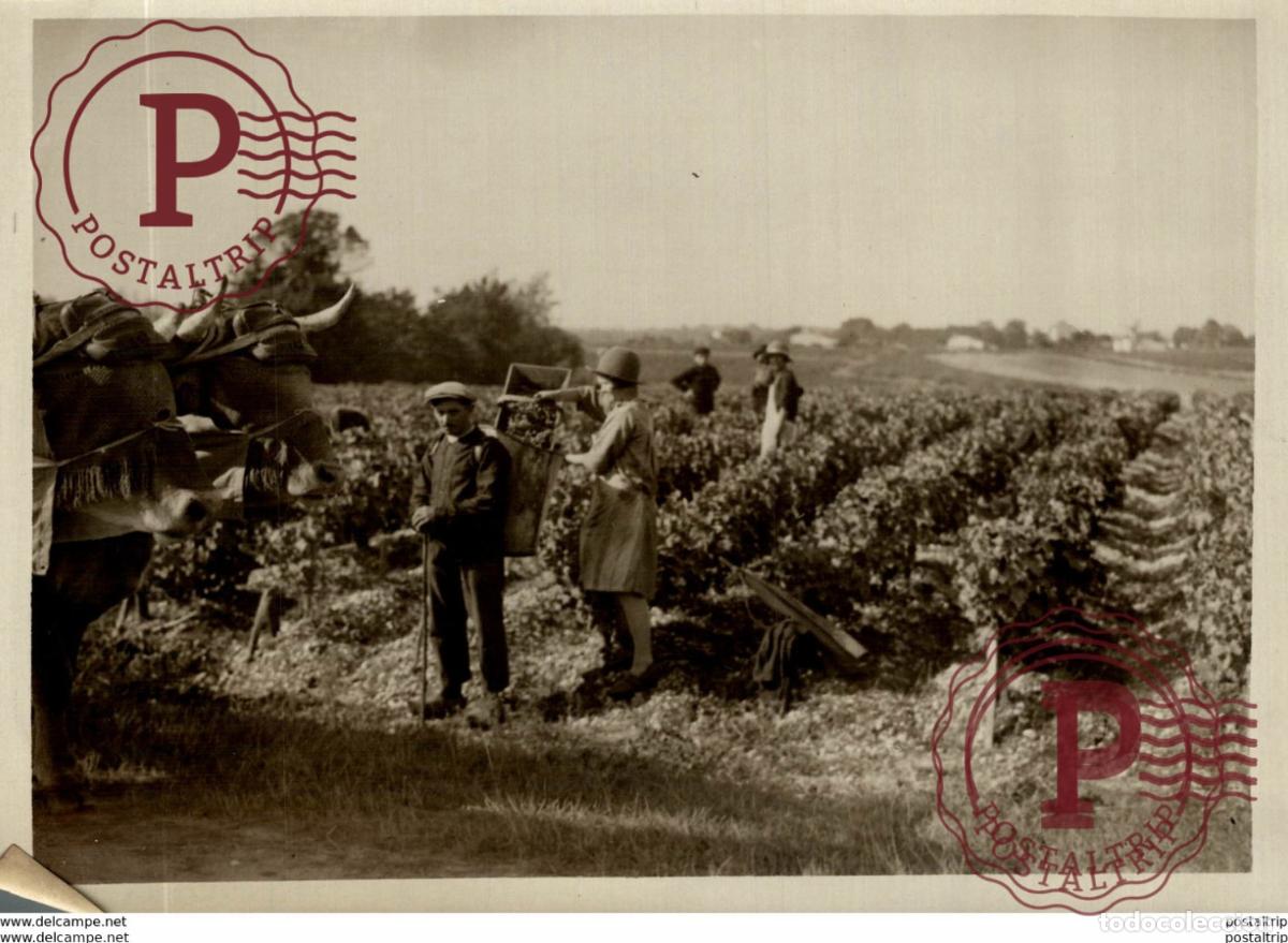 Fotograf&iacute;a antigua: VENDIMIA WINE VINS AGRICULTURE LANDBOUW AGRICULTURA 20*15CM Fonds Victor FORBIN 1864-1947