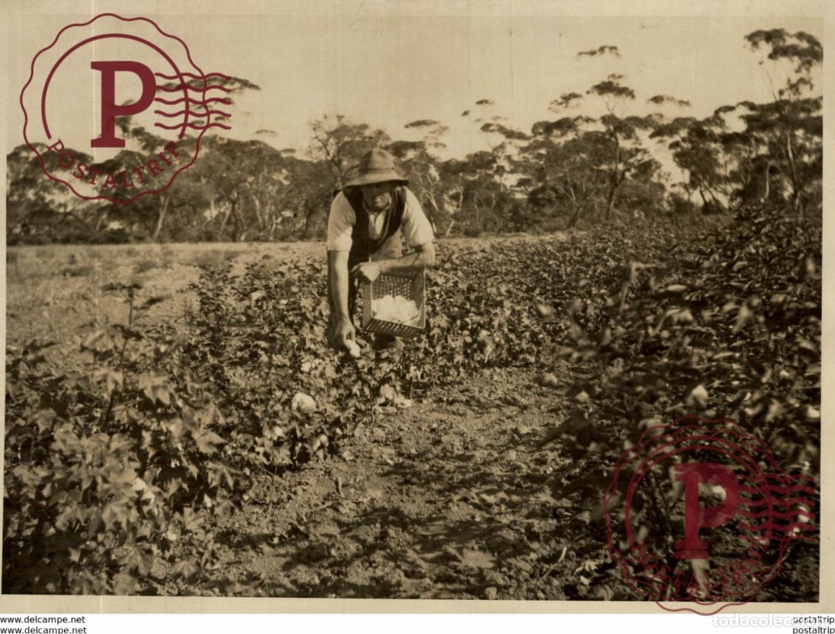 Fotograf&iacute;a antigua: COTON AUSTRALIA AGRICULTURE LANDBOUW AGRICULTURA 21*16CM Fonds Victor FORBIN 1864-1947