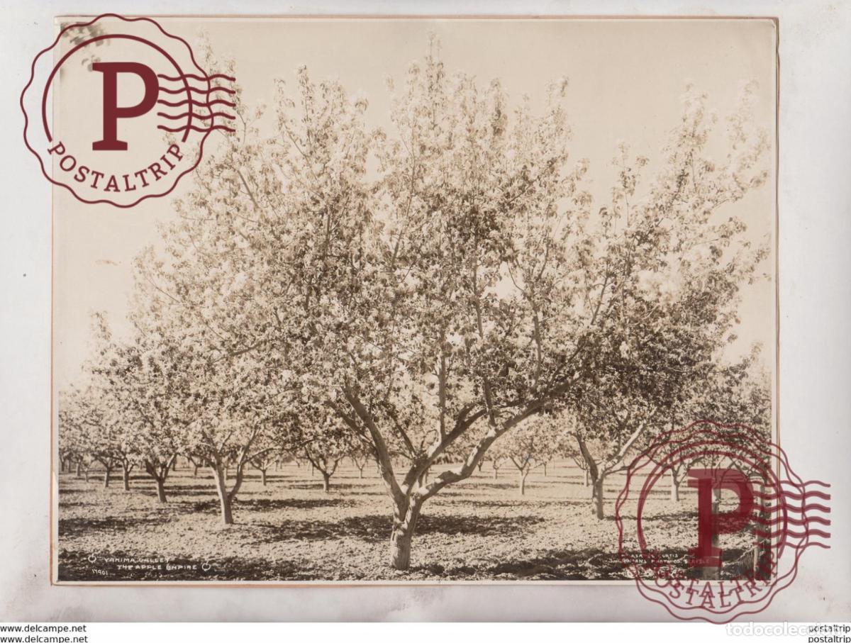 Fotograf&iacute;a antigua: YAKIMA VALLEY THE APPLE EMPIRE AGRICULTURE LANDBOUW AGRICULTURA 25*20CM Fonds Victor FORBIN 1864-1