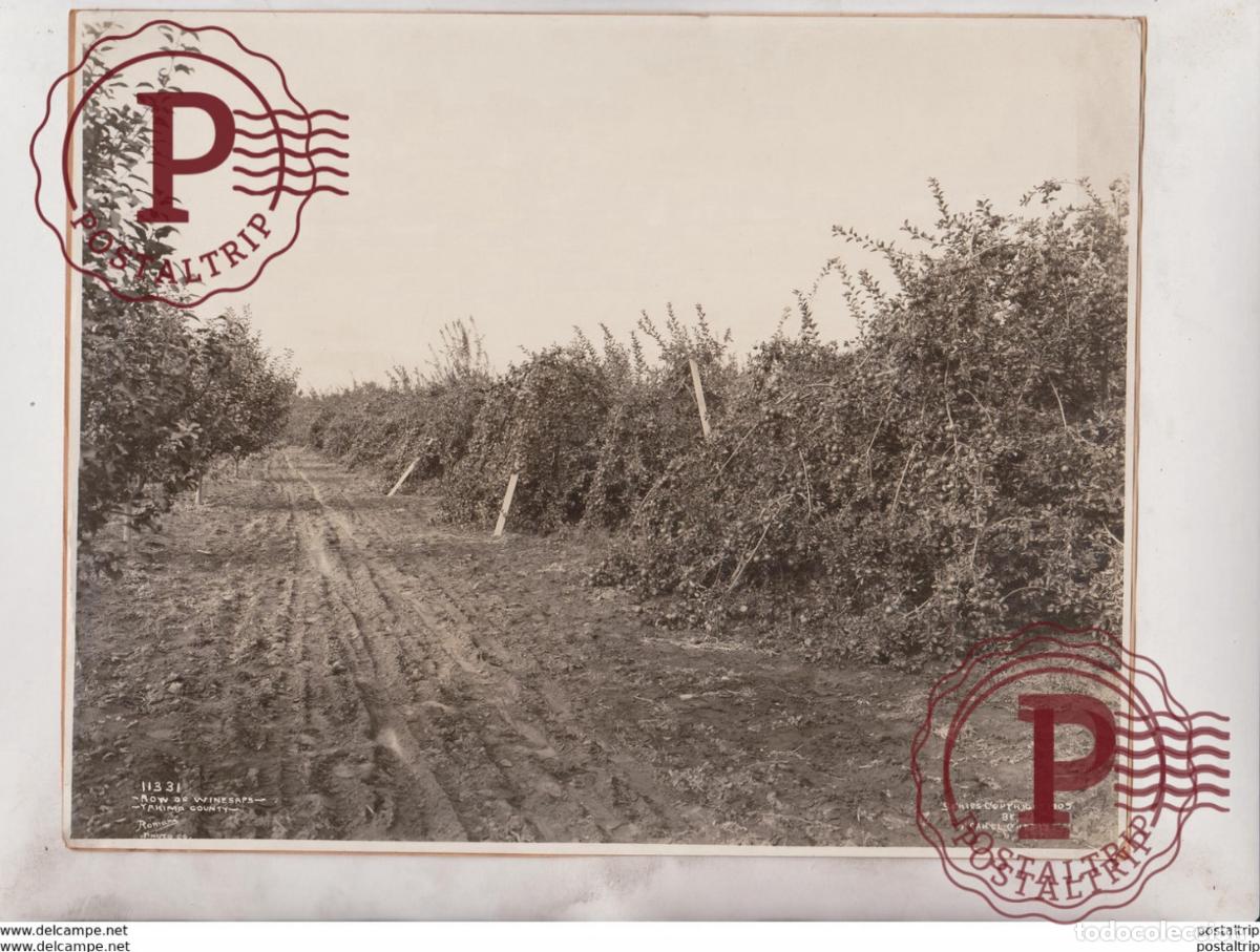 Fotograf&iacute;a antigua: YAKIMA COUNTY ROW OF WINESAPS AGRICULTURE LANDBOUW AGRICULTURA 25*20CM Fonds Victor FORBIN 1864-194