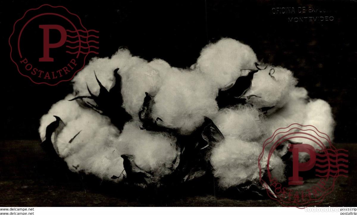 Fotograf&iacute;a antigua: MONTEVIDEO ARGENTINA COTTON 11*8CM Fonds Victor FORBIN 1864-1947