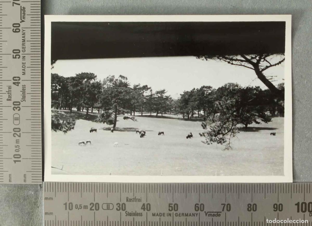 Antique Photography: FOTOGRAFIA. BISONTES EN GOLDEN GATE PARK. SAN FRANCISCO USA HACIA 1940