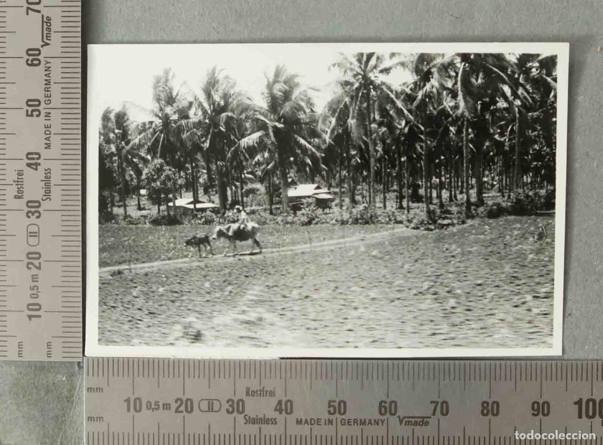 Alte Fotografie: FOTOGRAFIA. PALMERAL FILIPINAS. HOMBRE MONTADO EN BUEY. FILIPINAS HACIA 1940