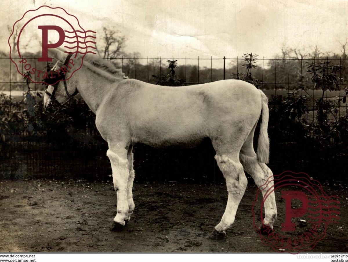 Fotografia antiga: HH PRINCESS VICTORIAS DONKEY LATE QUEEN ROYAL DONKEY EGYPTIAN WAY 14.5 *11 15*10CM Fonds Victor F