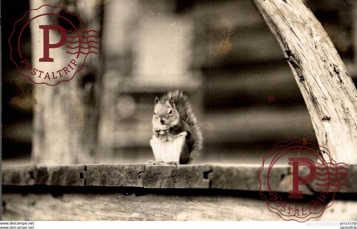 Fotografia antiga: SQUIRREL JASPER PARK LODGE CANADIAN ROCKIES CANADA NATIONAL RAILWAY PHOTO 17 *11CM Fonds Victor FORB