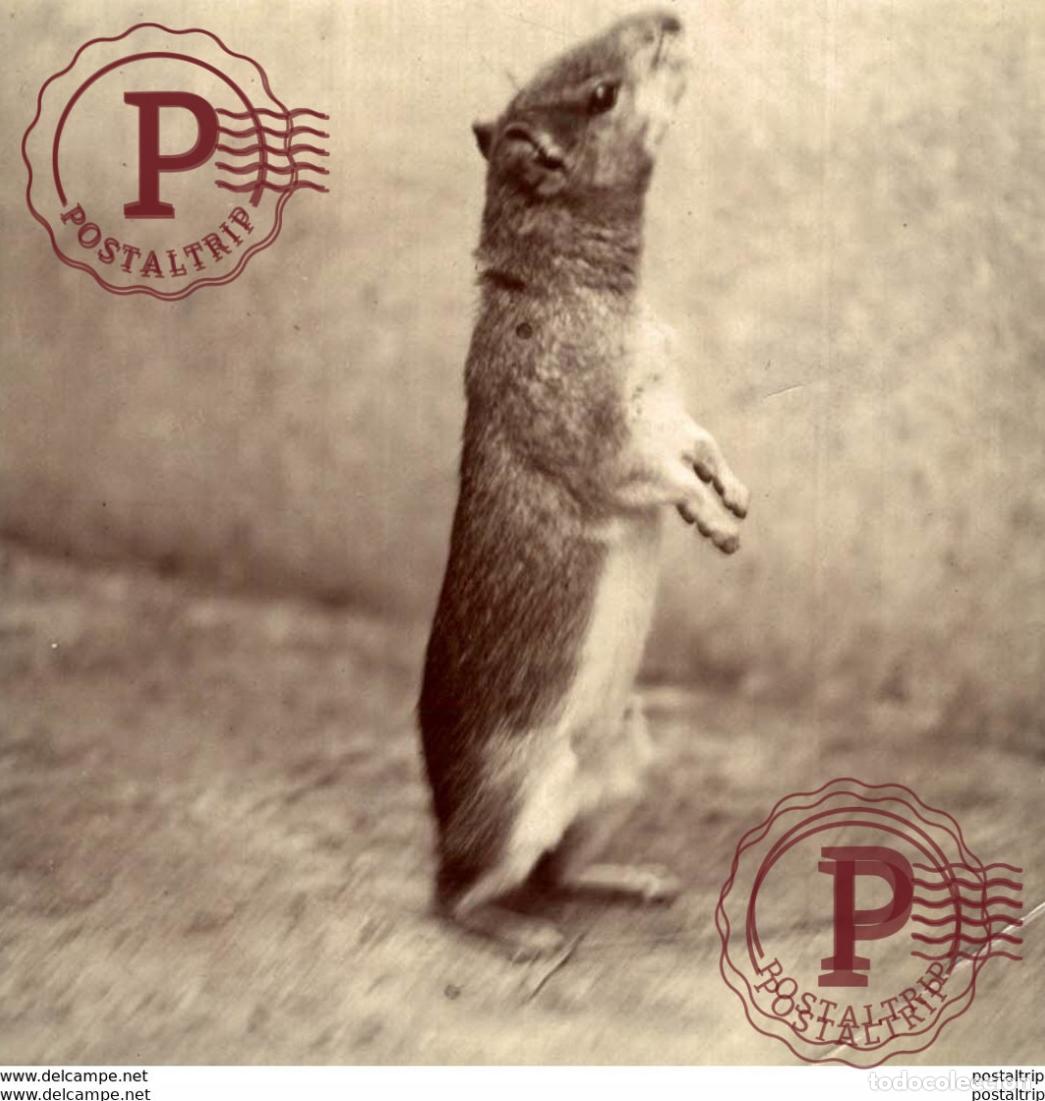 Fotografia antiga: EPISES CAVY?? 9 *9CM Fonds Victor FORBIN 1864-1947