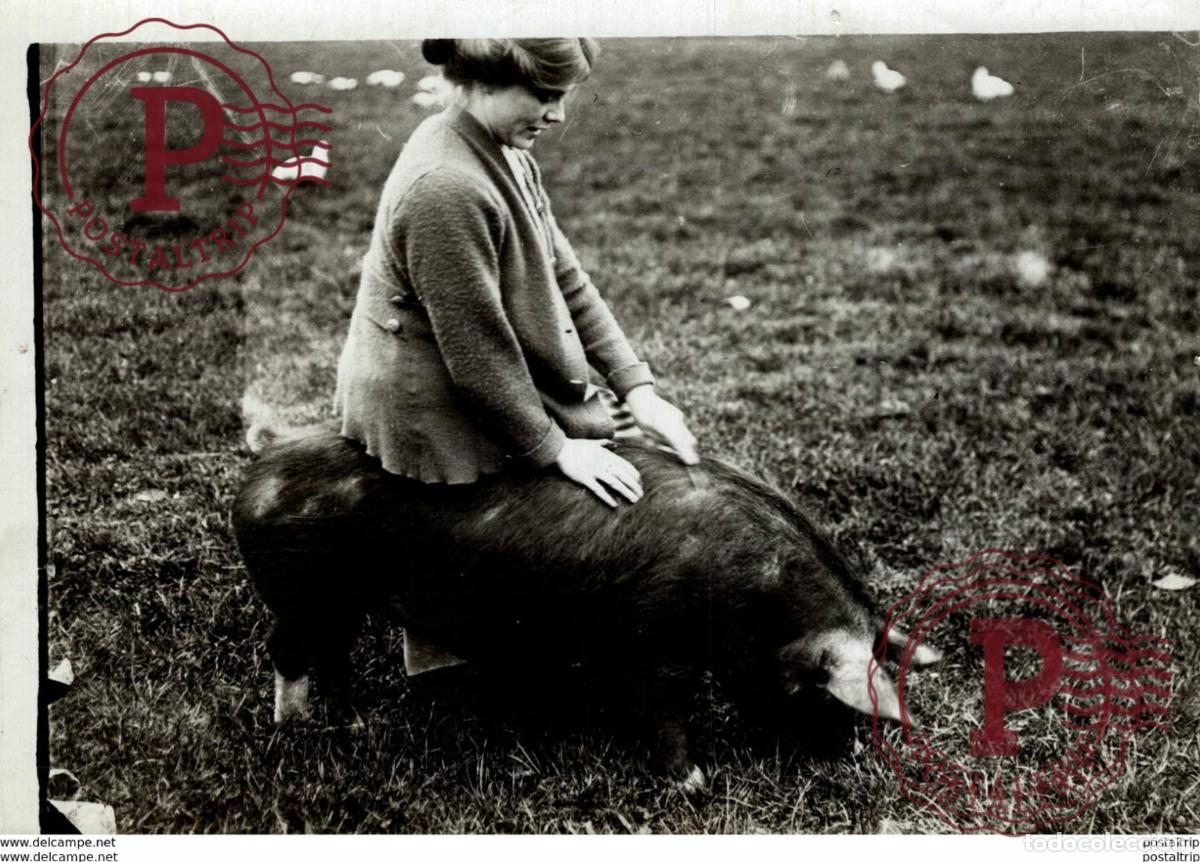 Fotografia antiga: SITTING ON A PIG 16 *12CM Fonds Victor FORBIN 1864-1947