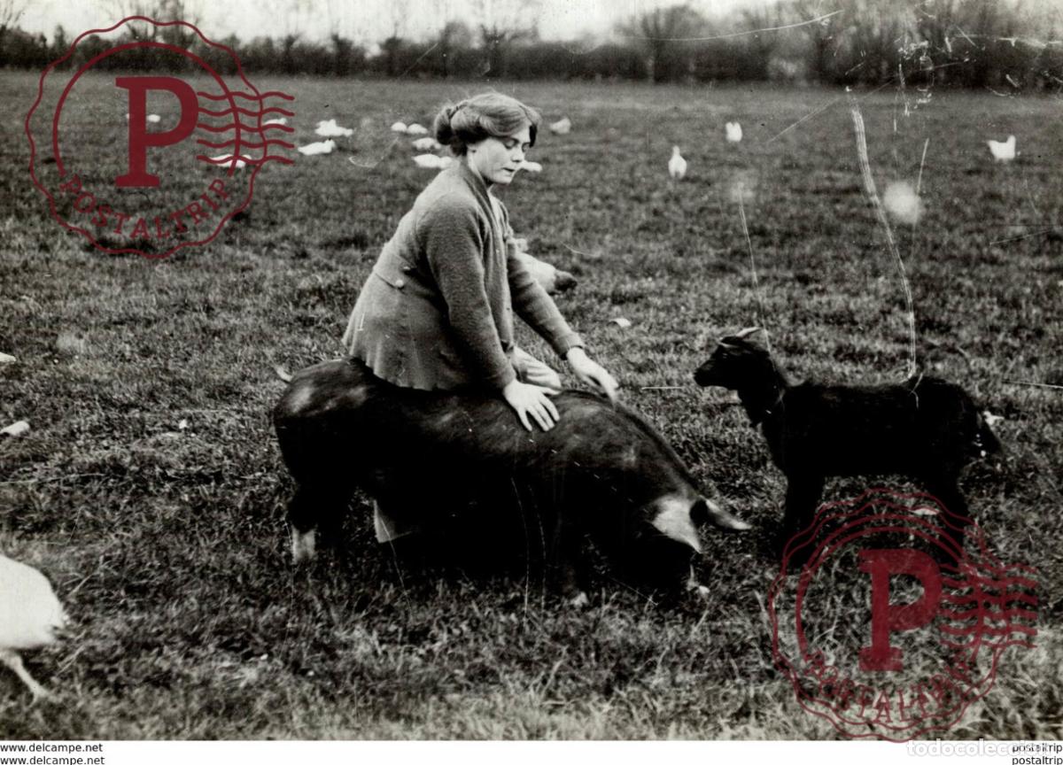 Fotografia antiga: SITTING ON A PIG + GOAT 16 *12CM Fonds Victor FORBIN 1864-1947