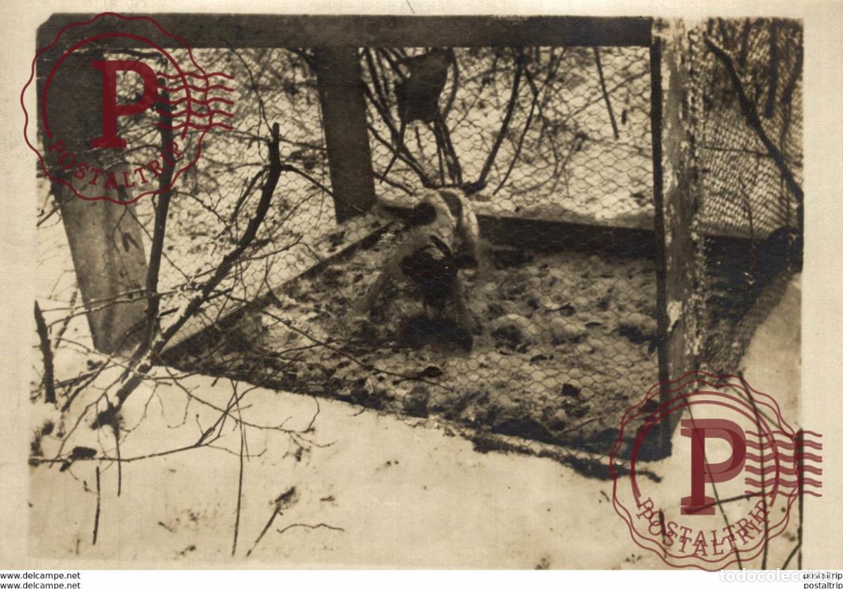 Fotografia antiga: BIG RATS PUT IN A CAGE WITH JUNG DOG IN TRAINING 18 *13CM Fonds Victor FORBIN 1864-1947