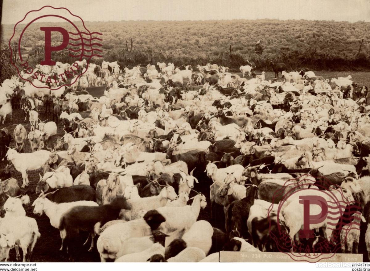Antique Photography: HEARD OF GOATS GEITEN CABRA CAPE TOWN SOUTH AFRICA 20 *15CM Fonds Victor FORBIN 1864-1947