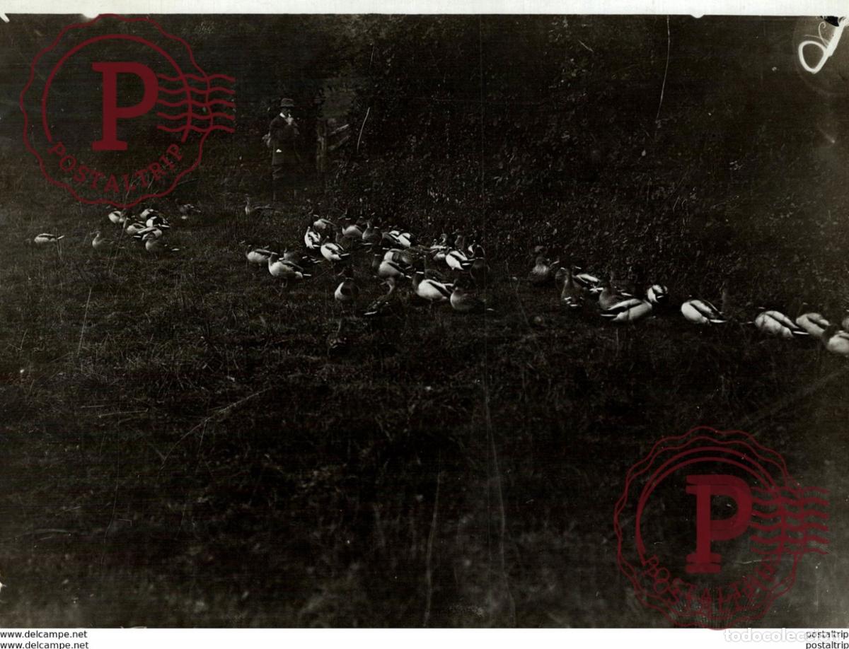 Antique Photography: PERSON WITH DUCKS 21 *16CM Fonds Victor FORBIN 1864-1947