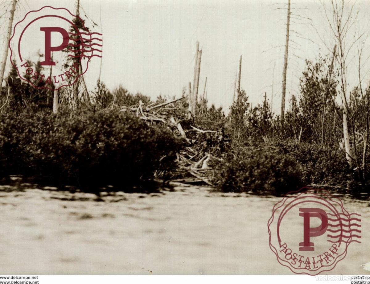 Antique Photography: CASTORS OTTERS 21 *16CM Fonds Victor FORBIN 1864-1947