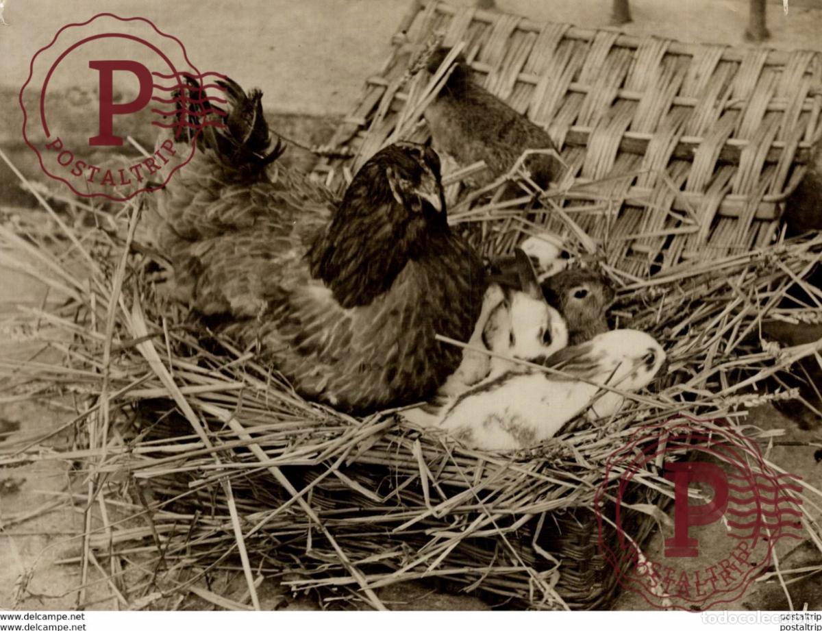 Antique Photography: HEN WITH RABBITS GUILDFORD KIP KONIJNEN CHICKEN 21 *16CM Fonds Victor FORBIN 1864-1947