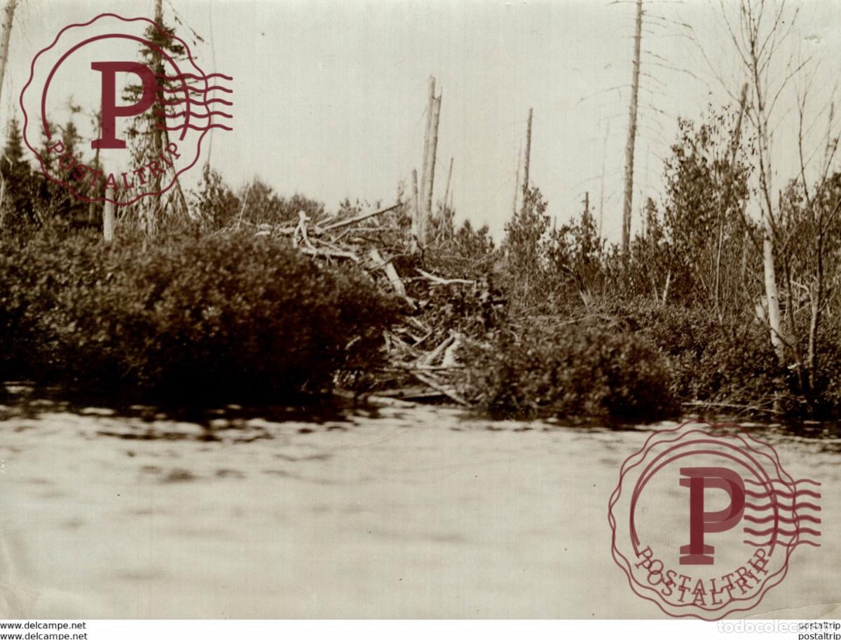 Antique Photography: BEAVER CASTOR 21 *16CM Fonds Victor FORBIN 1864-1947