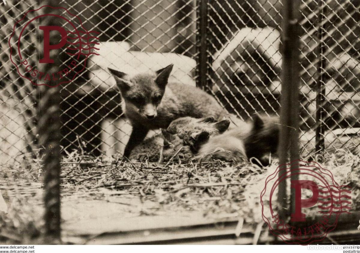 Antique Photography: WILHAM WHITELEY RENARD RENARDS FOX VOS ZORRO 16*11CM Fonds Victor FORBIN 1864-1947