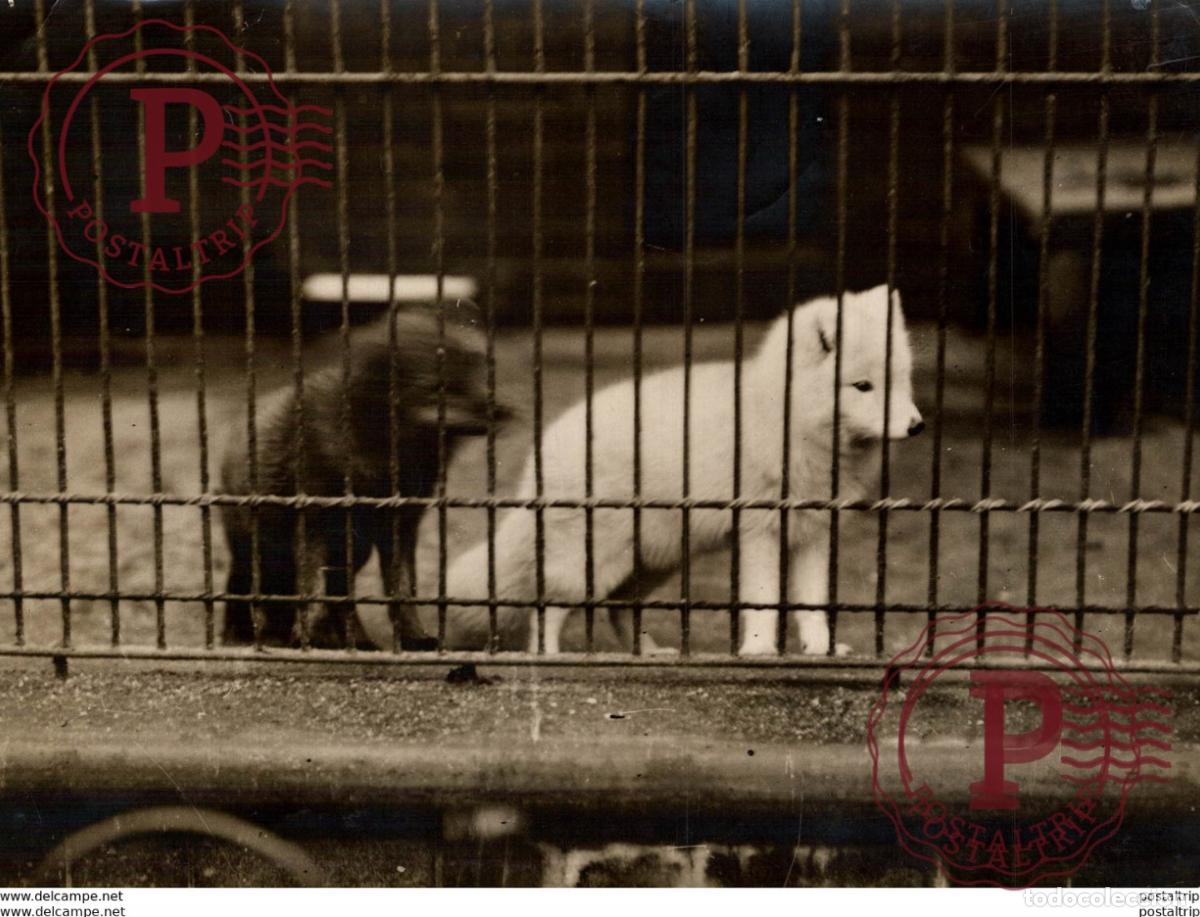 Antique Photography: ARCTIC FOXES LONDON ZOO ENGLAND RENARD RENARDS FOX VOS ZORRO 22*16CM Fonds Victor FORBIN 1864-1947