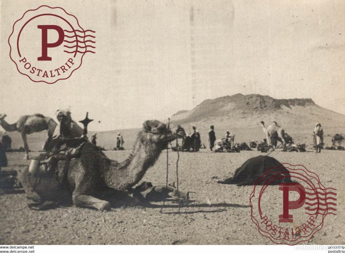 Antique Photography: CAMELLOS AVANT JU OUGEL 12*9CM Fonds Victor FORBIN 1864-1947