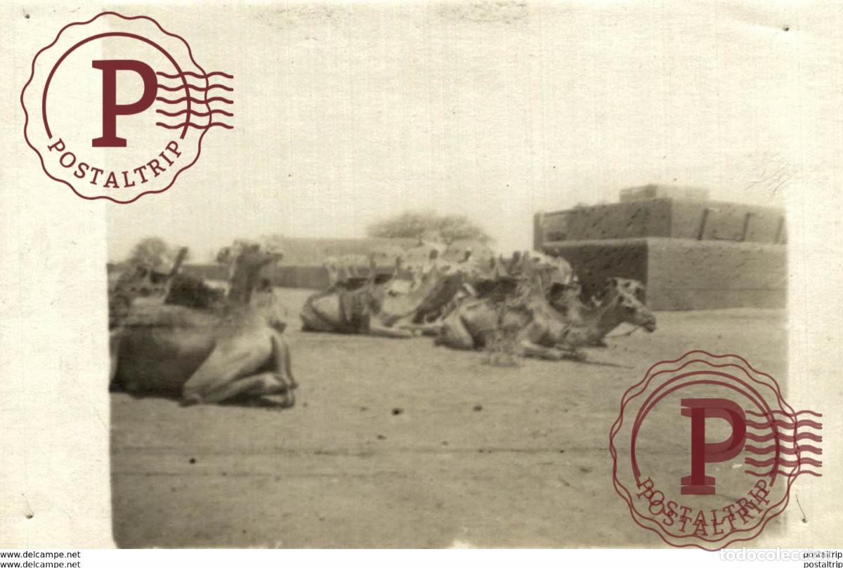 Antique Photography: CAMELLOS CHAMEAUX 12*9CM Fonds Victor FORBIN 1864-1947