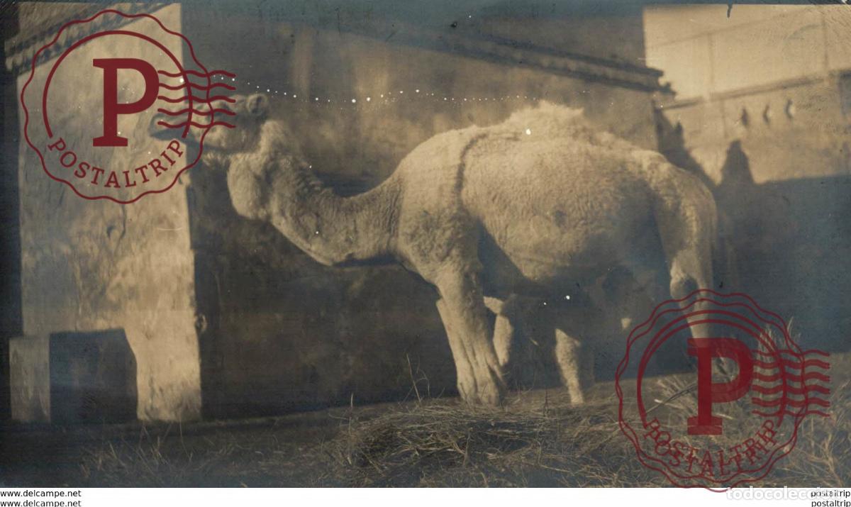 Antique Photography: CAMELLOS CHAMEAUX DROMADAIRE KAMEEL DROMEDARIS 14*9CM Fonds Victor FORBIN 1864-1947