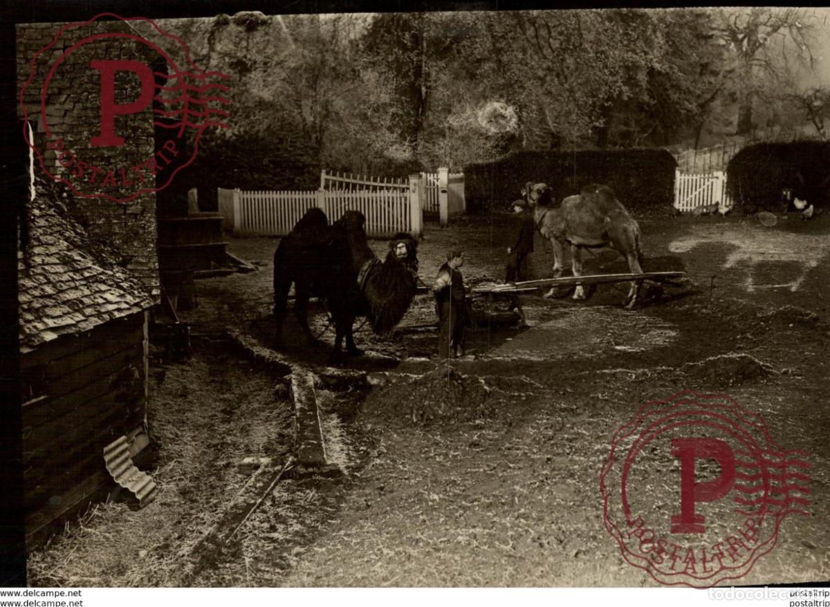 Antique Photography: CAMELLOS CHAMEAUX DROMADAIRE KAMEEL DROMEDARIS 16*12CM Fonds Victor FORBIN 1864-1947