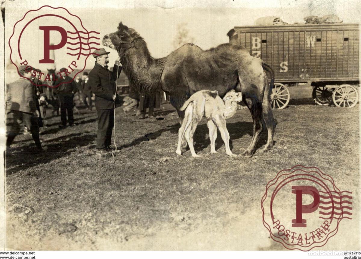 Antique Photography: WORLDS FAIR CAMELLOS CHAMEAUX DROMADAIRE KAMEEL DROMEDARIS 16*12CM Fonds Victor FORBIN 1864-1947