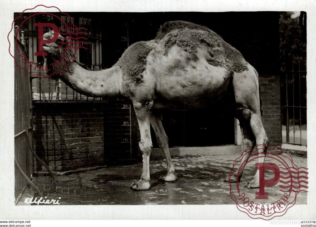 Antique Photography: DROMEDARY CAMELLOS CHAMEAUX DROMADAIRE 16*12CM Fonds Victor FORBIN 1864-1947