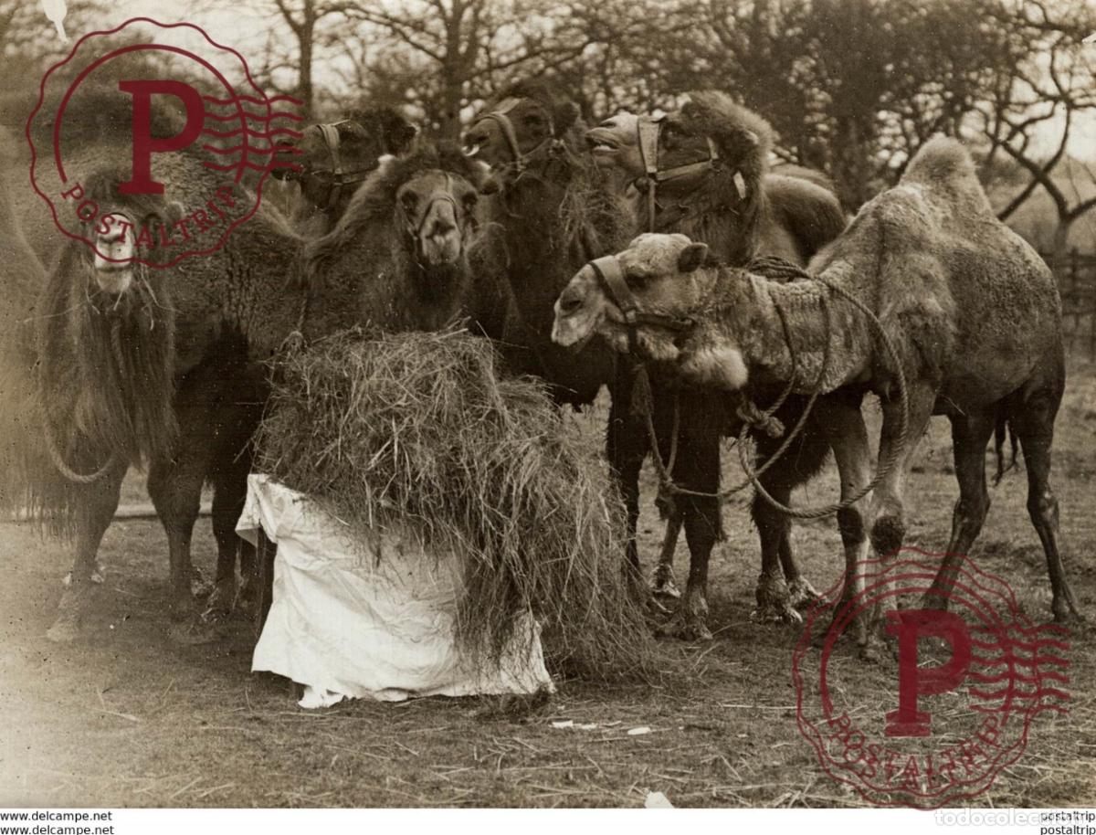 Antique Photography: SANGERS FARM HARLEY CAMELLOS CHAMEAUX DROMADAIRE 21*16CM Fonds Victor FORBIN 1864-1947