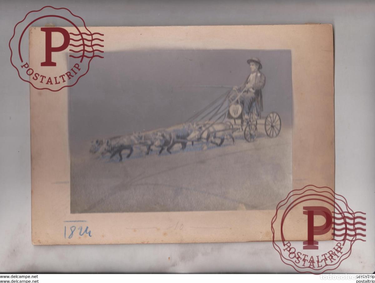 Fotografia antiga: PIG CARRIAGE PORK ON CUPBOARD 24*17CM Fonds Victor FORBIN 1864-1947