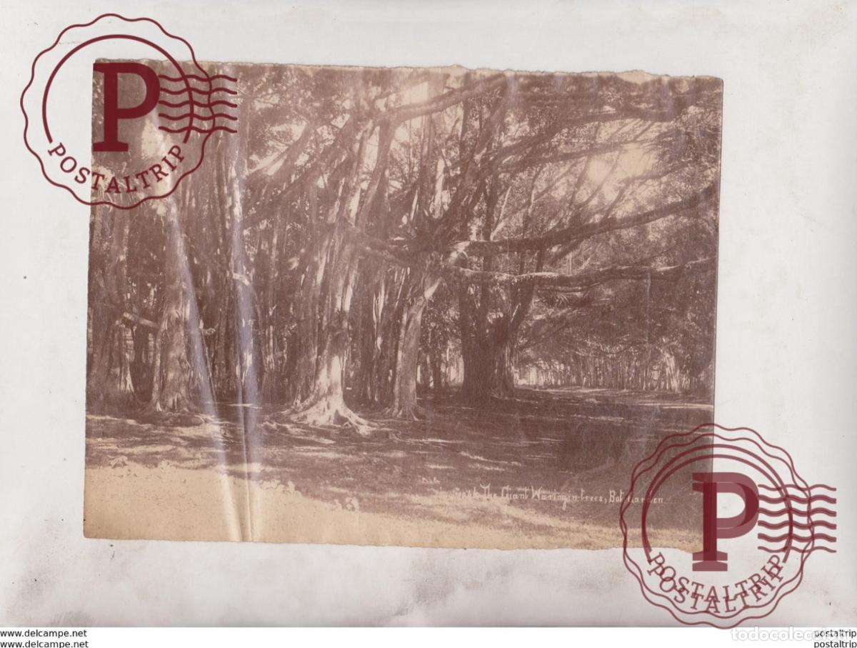 Antique Photography: ALBUMINA THE GIANT WARINGIN TREES BOT GARDEN xylology forestry 21*16CM Fonds Victor FORBIN 1864-194