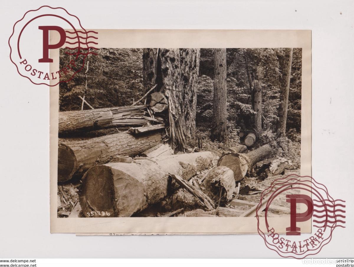 Fotograf&iacute;a antigua: WRECK LOGGING TRAIN forest, xylology, forestry 21*17CM Fonds Victor FORBIN 1864-1947