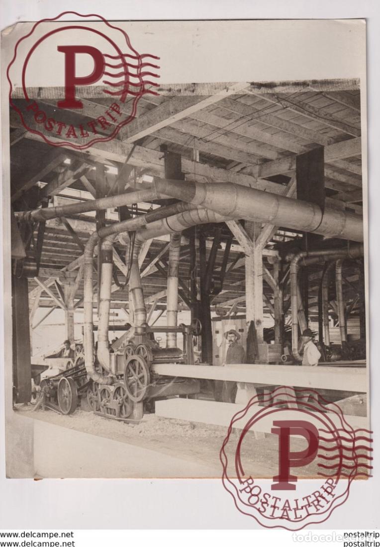 Fotograf&iacute;a antigua: SHIP BUILDER FOREST TREE WASHINGTON OREGON CALIFORNIA forest, xylology, forestry 25*20CM Fonds Vic