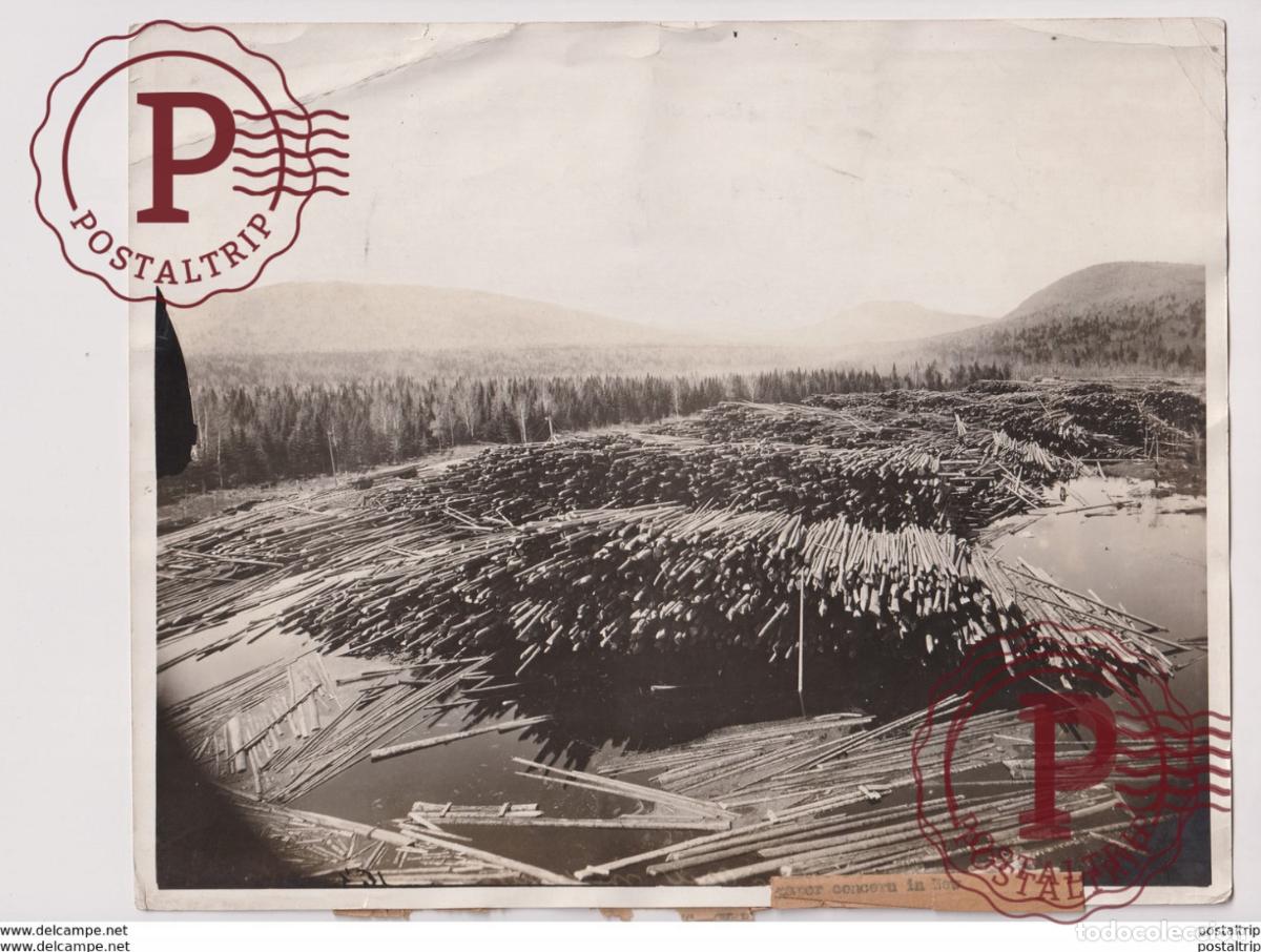 Fotograf&iacute;a antigua: forest, xylology, forestry 25*20CM Fonds Victor FORBIN 1864-1947