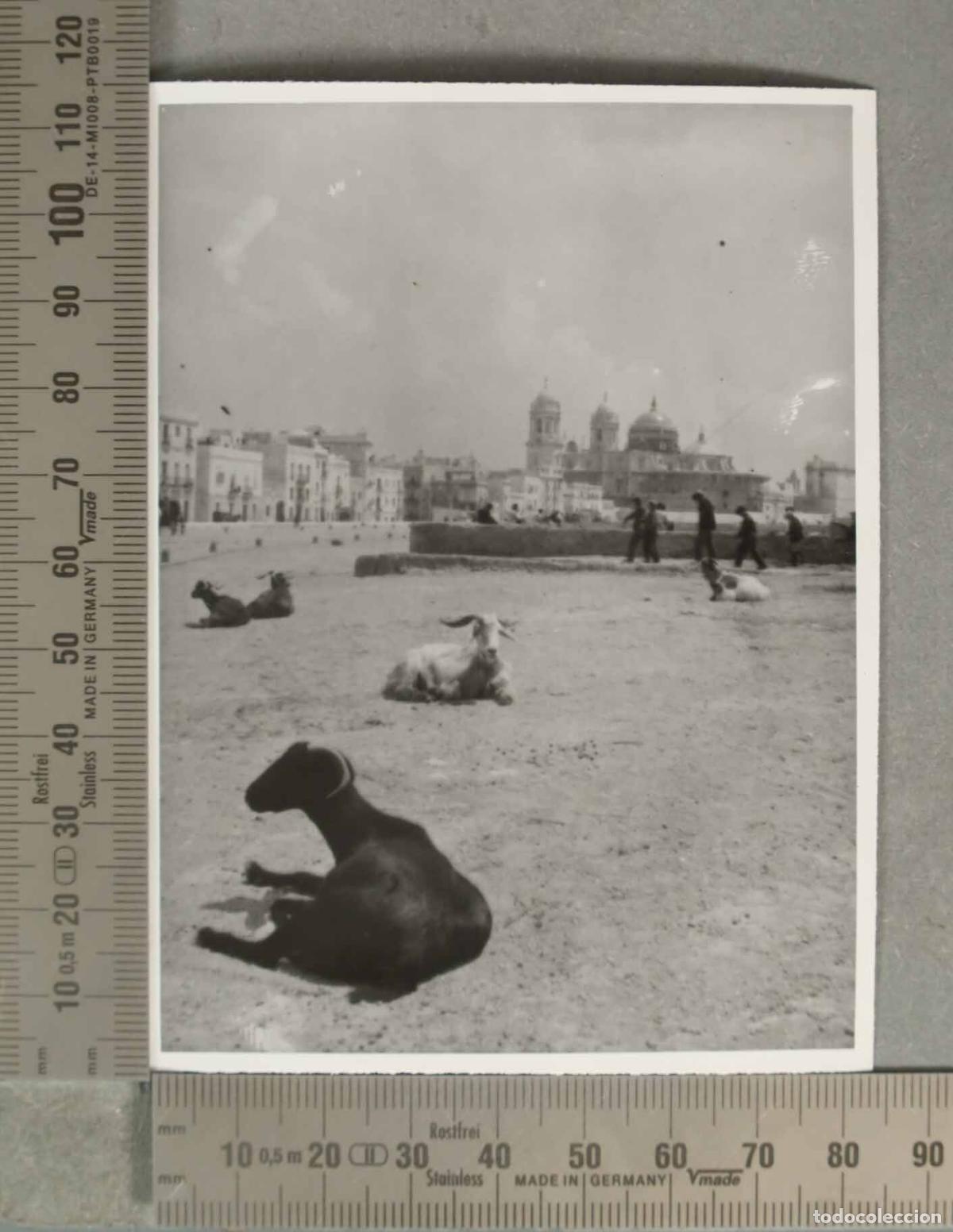 Fotograf&iacute;a antigua: FOTOGRAFIA. Campo del Sur - Catedral. GANADO. CADIZ. HACIA 1940