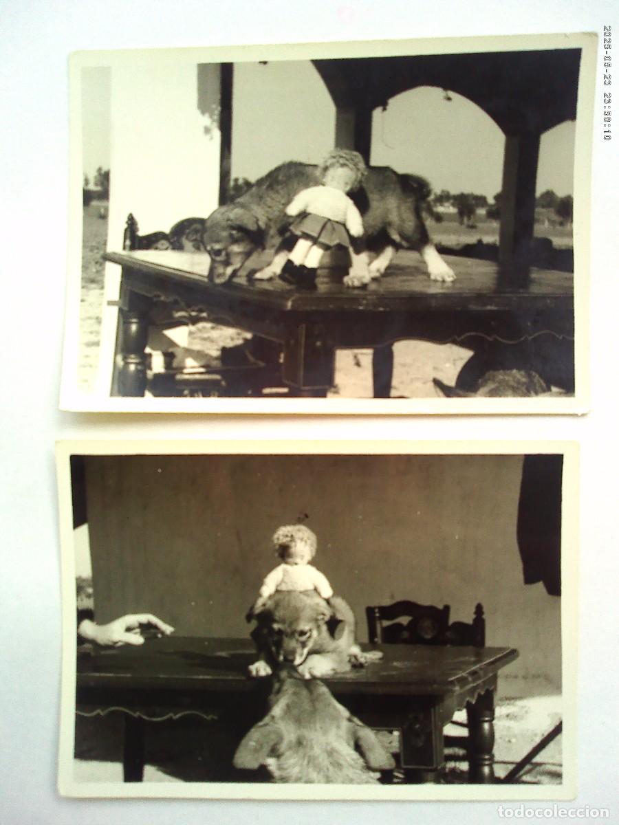 Fotografia antica: LOTE DE 2 FOTOS DE PERROS Y MU&Ntilde;ECA . TORREBLANCA , 1959