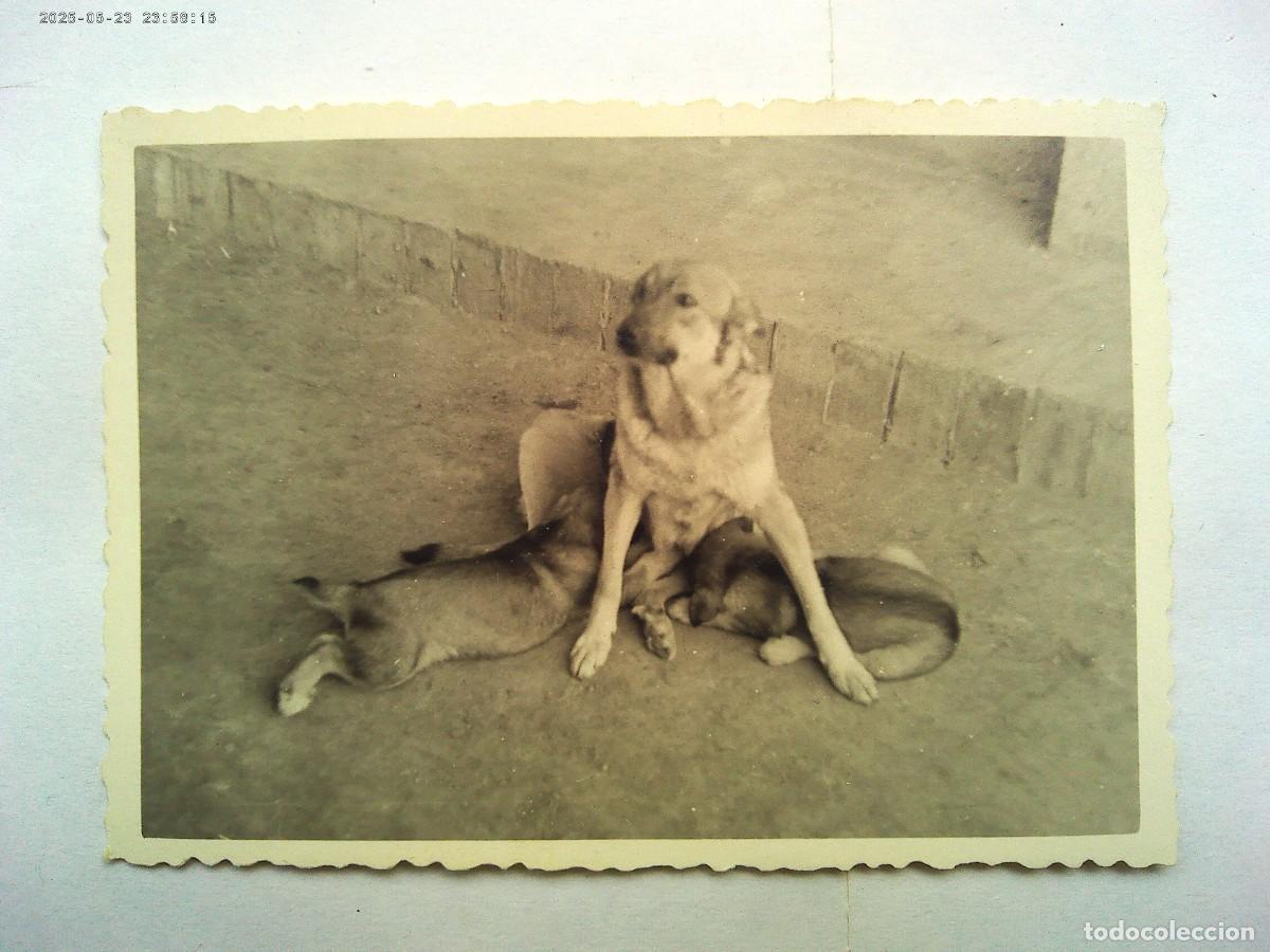 Fotograf&iacute;a antigua: FOTO DE PERRA AMAMANTANDO A SUS CACHORRILLOS , 1957
