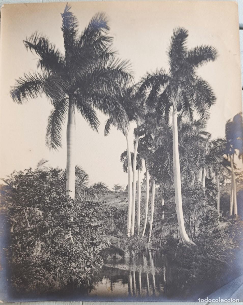 Fotograf&iacute;a antigua: FOTO ORIGINAL. PALMAS REALES. CUBA. A&Ntilde;OS 20. POSIBLEMENTE GUANT&Aacute;NAMO.