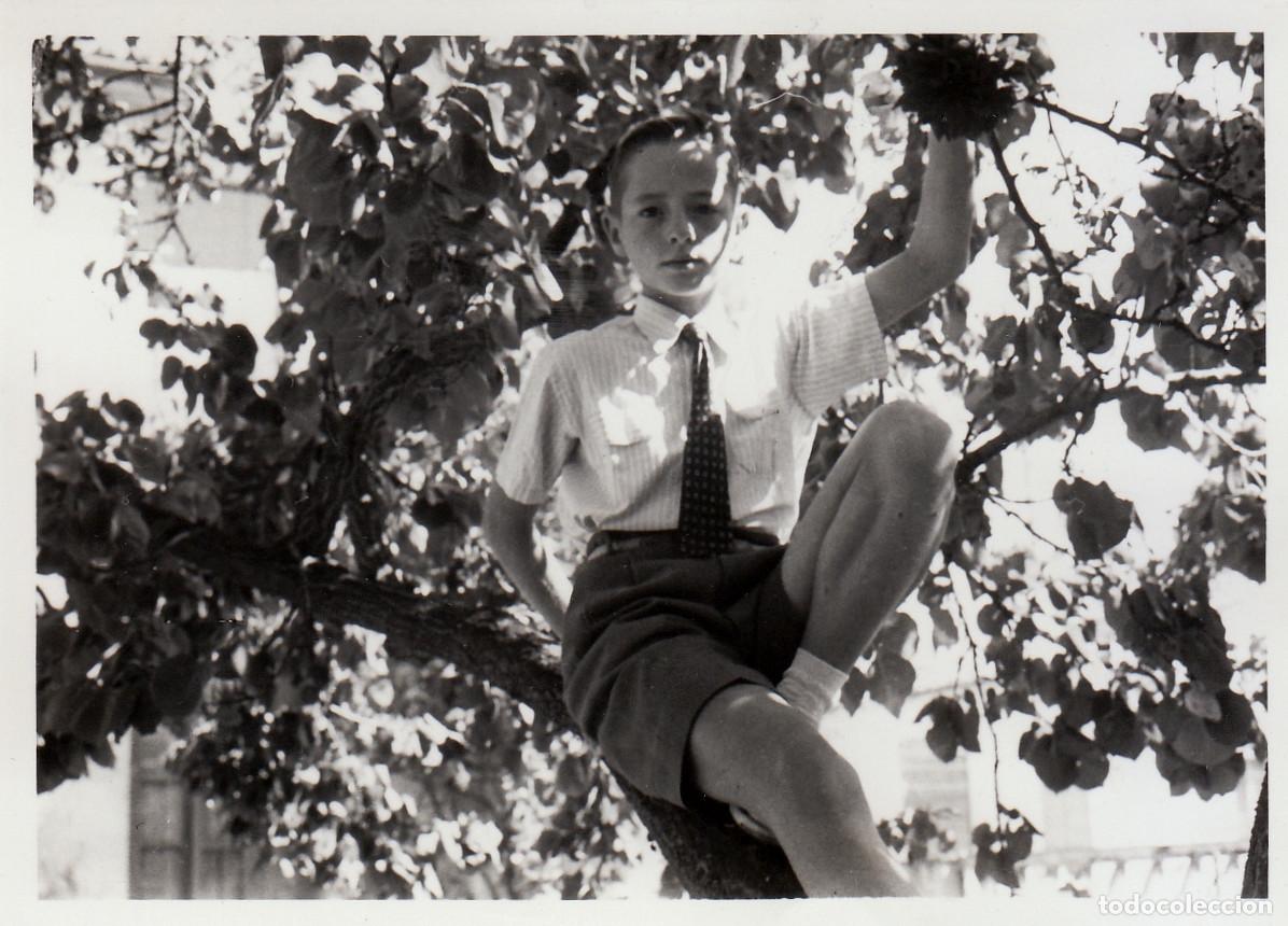 Fotograf&iacute;a antigua: Guapo ni&ntilde;o con corbata subido a un &aacute;rbol. A&ntilde;os 50 pc