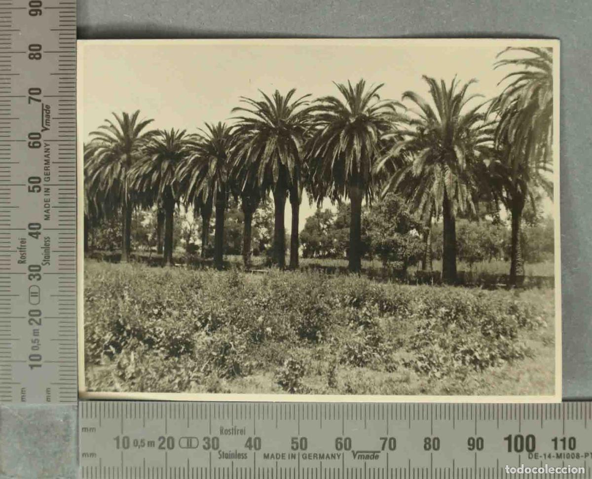 Antique Photography: FOTOGRAFIA. VISTA DE CAMPO. JEREZ DE LA FRONTERA. HACIA 1940
